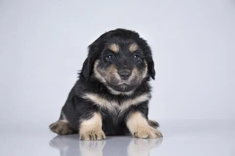 A small dog on a white background Stock Photos