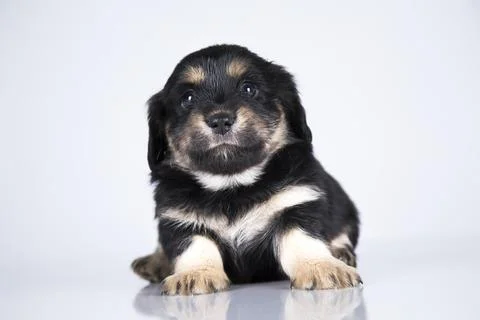 A small dog on a white background Stock Photos