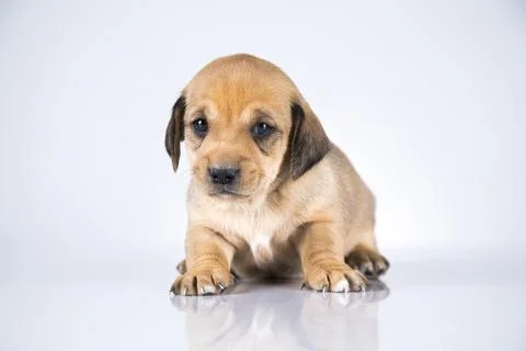 A small dog on a white background Stock Photos