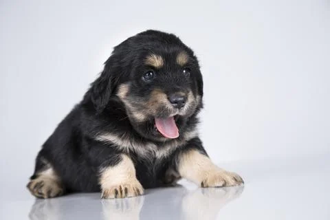 A small dog on a white background Stock Photos