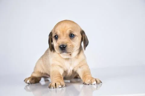 A small dog on a white background Stock Photos