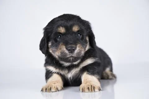 A small dog on a white background Stock Photos