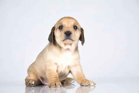 A small dog on a white background Stock Photos