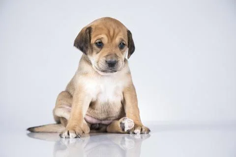 A small dog on a white background Stock Photos