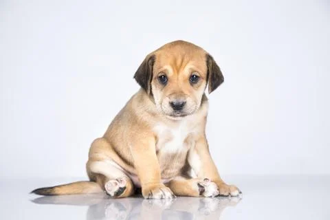 A small dog on a white background Stock Photos