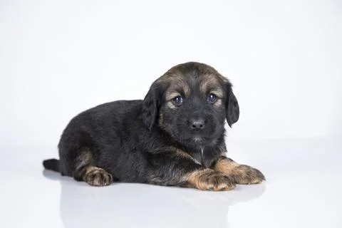 A small dog on a white background Stock Photos