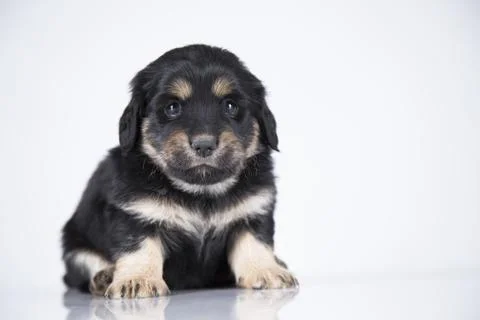 A small dog on a white background Stock Photos