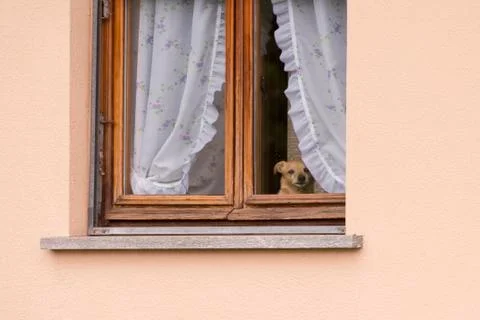 Small dog at the window Stock Photos