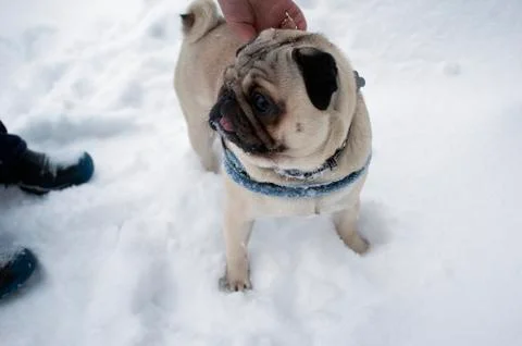Small Dog In Winter Фото