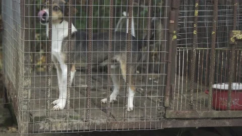 A small dog without a breed sits in a cage. Stock Footage 219962791
