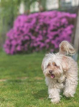 Small dog yawning while walking on green grass in park Stock Photos