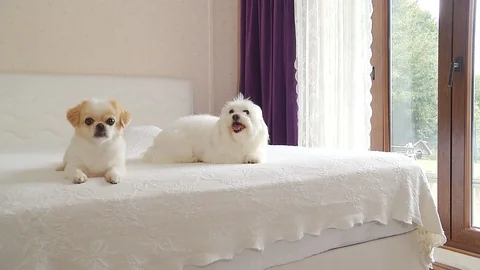 Small dogs on a bed. Stock Footage 95539124