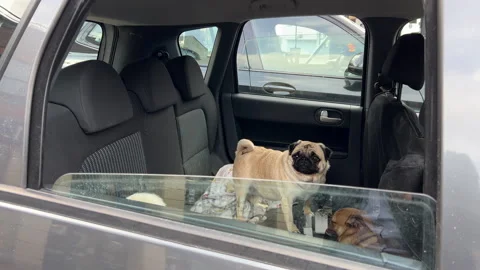 Small dogs in the car  Stock Footage 218126408