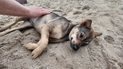 Small Dogs Joyful Beach Belly Rub Stock Footage 291393245