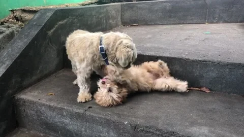 Small dogs playing and cleaning Stock Footage 170608744
