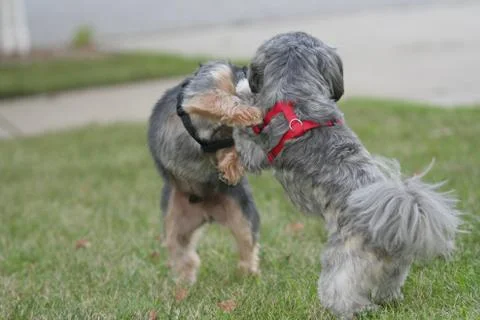 Small Dogs Playing in Grass Stock Photos