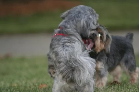 Small Dogs Playing Stock Photos
