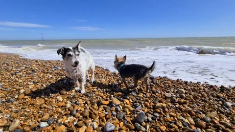 Small dogs playing on a stone beach Stock Footage 144322389