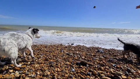 Small dogs playing on a stone beach Stock Footage 144322394