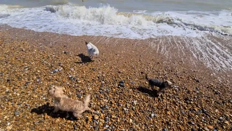 Small dogs playing on a stone beach Stock Footage 144322395