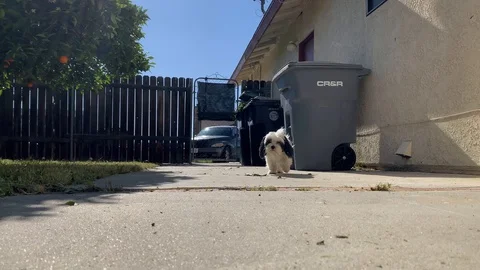 Small dogs run around Stock Footage 128415186