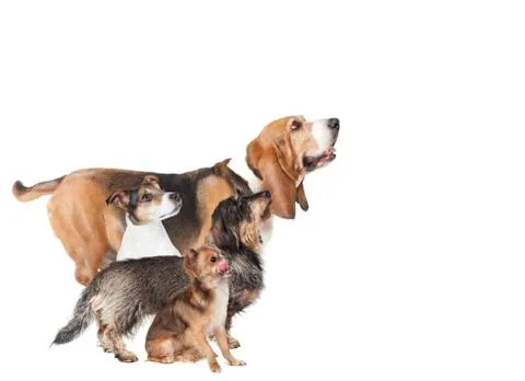 Small dogs side Stock Photos