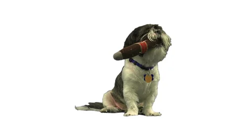 Small dogs sleeping on greenscreen. Stock Footage 49861734