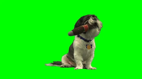Small dogs sleeping on white Stock Footage 49861736