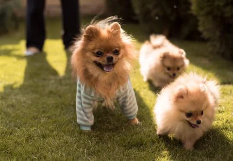 Small dogs walking on the grass Stock Photos
