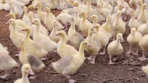 Small domestic ducklings walk around the farm 001 Stock Footage 120381553