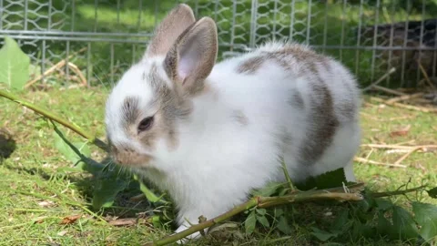 A small domestic pet rabbit eats green leaves outside sunny summer day. Stock Footage 247279474