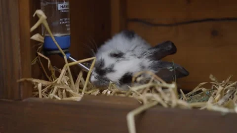 Small domestic rabbit in a cage drinking water from a drinking fountain Stock Footage 252045585