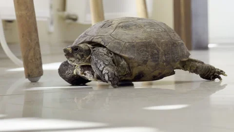 Small domestic turtle walking on floor panning Vídeos de archivo 333661952