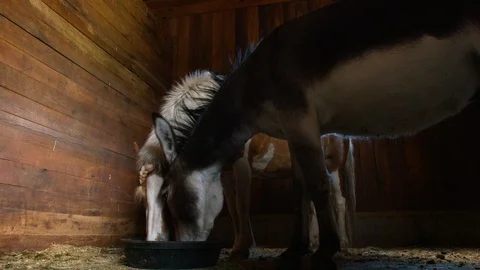 Small donkey and pony in box stall eat thier lunch at the farm. Stock Footage 117687208