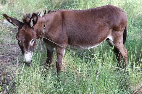 A small donkey eats grass and straw in the forest 스톡 사진
