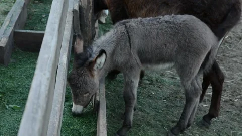 A small donkey foal eats fresh grass from a feeding trough beside its mother Stock Footage 341160492