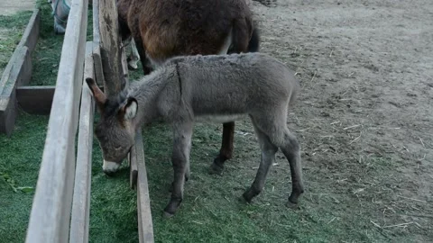 A small donkey foal eats fresh grass from a feeding trough beside its mother Video stock 341160496