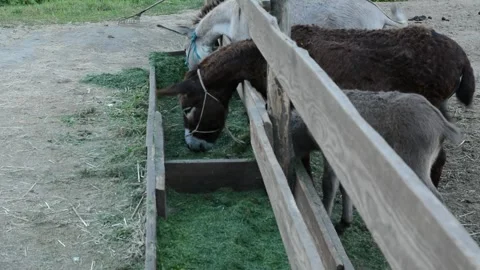 A small donkey foal eats fresh grass from a feeding trough beside its mother Stock-Footage 341160497