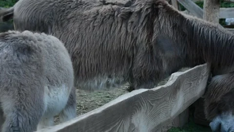 A small donkey foal eats fresh grass from a feeding trough beside its mother Video stock 341615189