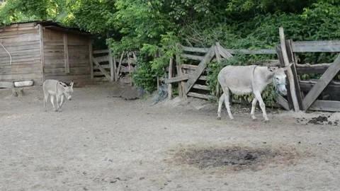 A small donkey foal walks closely behind its mother Stock Footage 341160510