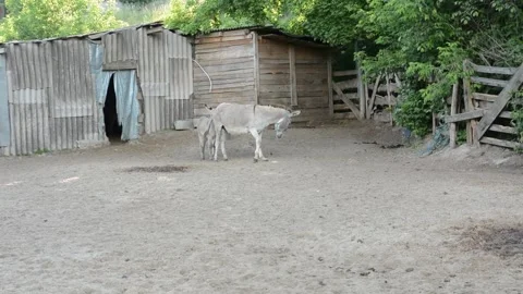 A small donkey foal walks closely behind its mother Vídeos de archivo 341160512