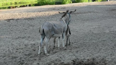 A small donkey foal walks closely behind its mother through an outdoor farm Stock Footage 341615148