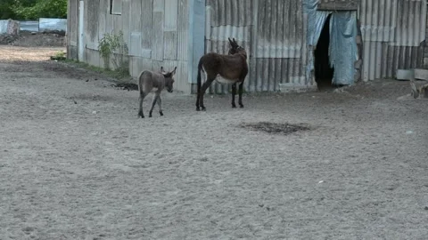 A small donkey foal walks closely behind its mother through an outdoor farm Video stock 341615165