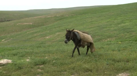 Small Donkey Stock Footage 46045241
