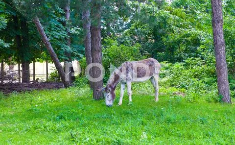 Small donkey in the meadow Stock Photos