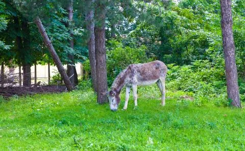Small donkey in the meadow Stock Photos