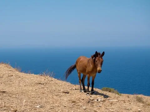 A small donkey under the sun Stock Photos