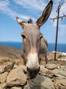 A small donkey under the sun Stock Photos