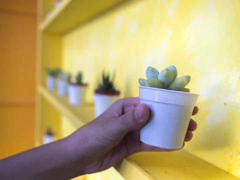 Small donkey's tail in plastic cup for decolate Stock Photos