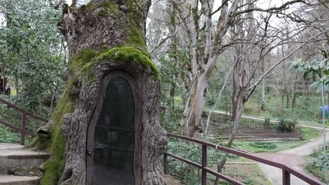 Small door inside ancient tree trunk forest fantasy scene Stock Footage 331200865